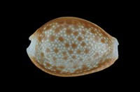 藏品(紅花寶螺)的圖片